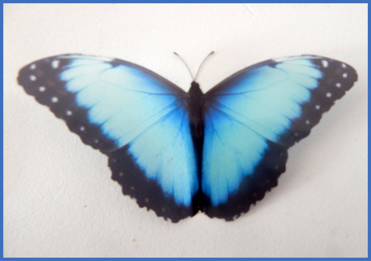 Blue butterflies for the home