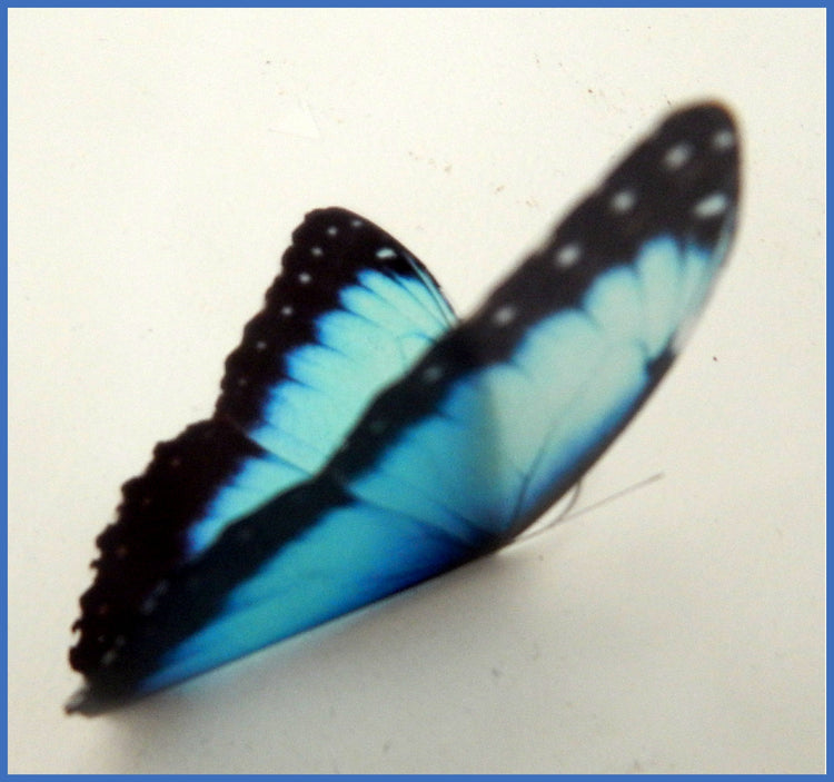 Custom order for earth2sergio1