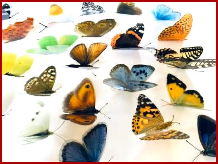 24 British butterflies, set of 24 British butterflies collection.