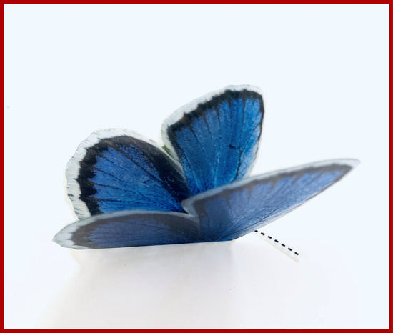 Common Blue butterfly