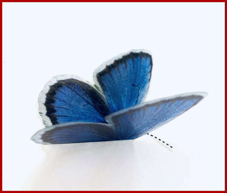 Common Blue butterfly
