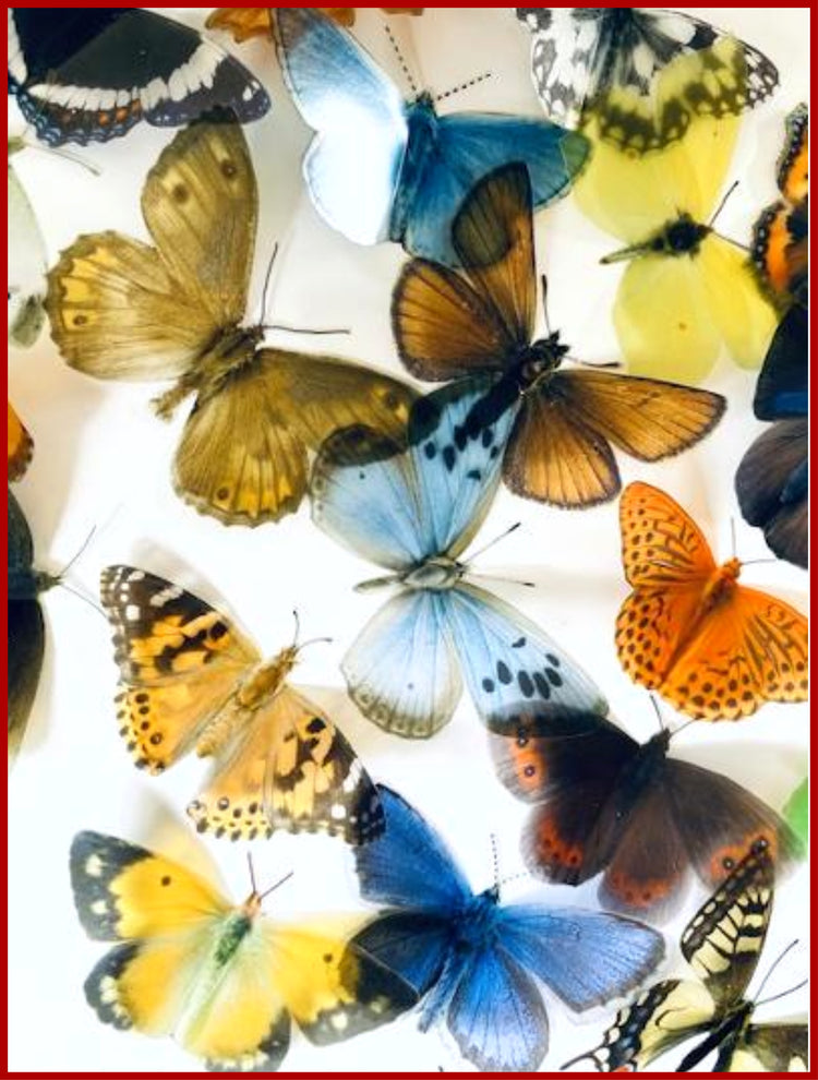 24 British butterflies, set of 24 British butterflies collection.