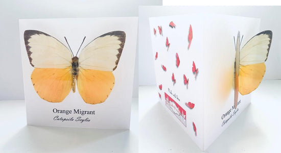 Orange migrant Tortoiseshell 3d butterfly greeting card