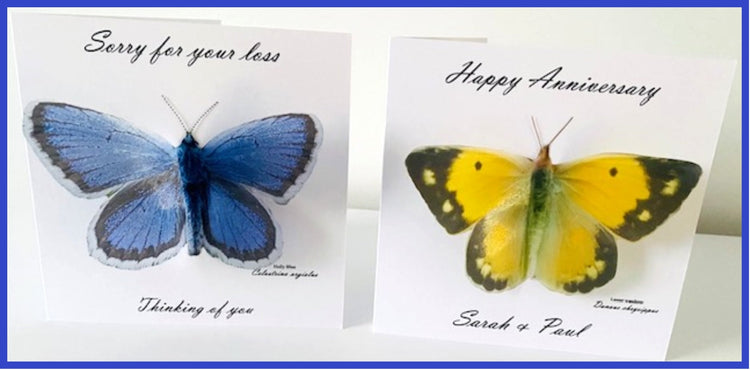 Holly Blue and Nesser Wanderer