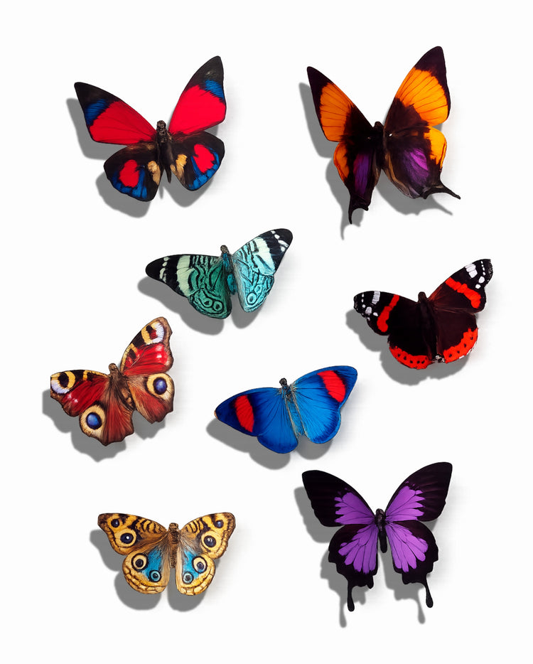 colourful butterfly decor