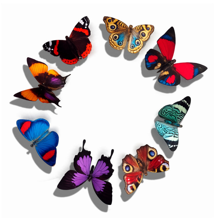 bright butterflies for crafts
