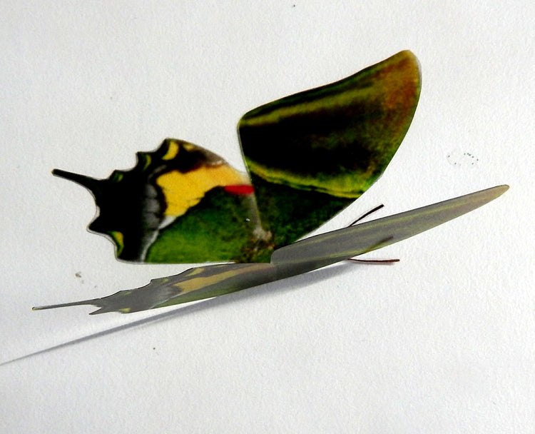 kaiser-i-Hind