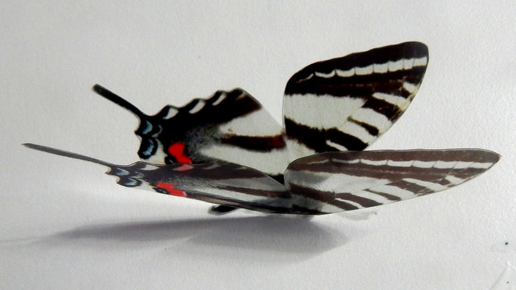 Zebra Swallowtail