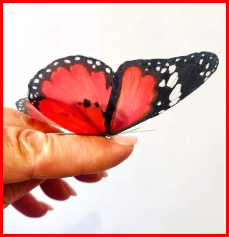 Scarlet red natural butterfly