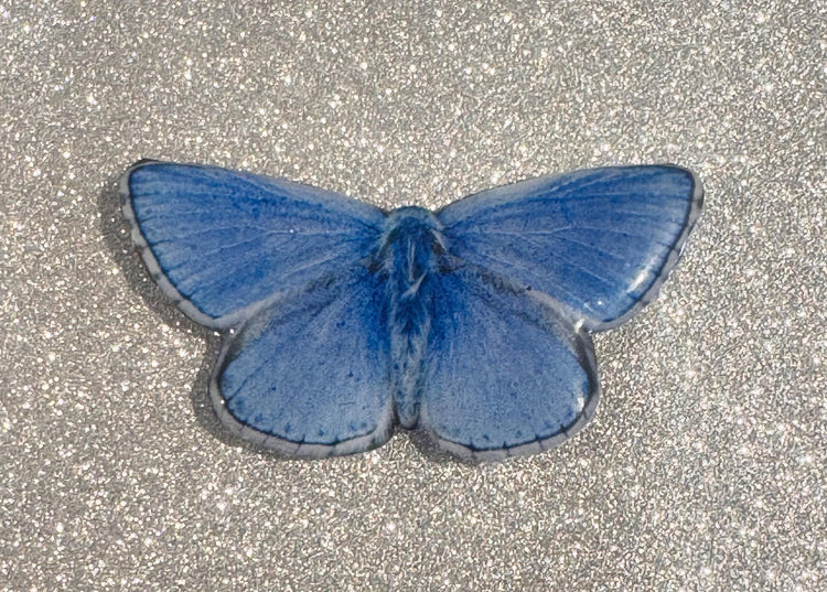 Holly Blue butterfly set of 3 British butterfly magnets