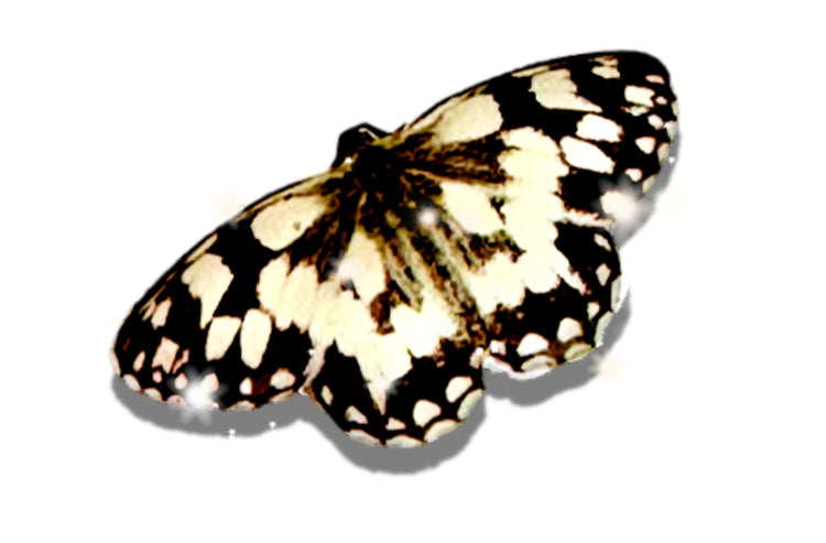 Marbled white Butterfly tin can Pin. British butterflies.Clouded Yellow,Peacock. butterflies from England.Enamel pin lapel brooch.Tin can