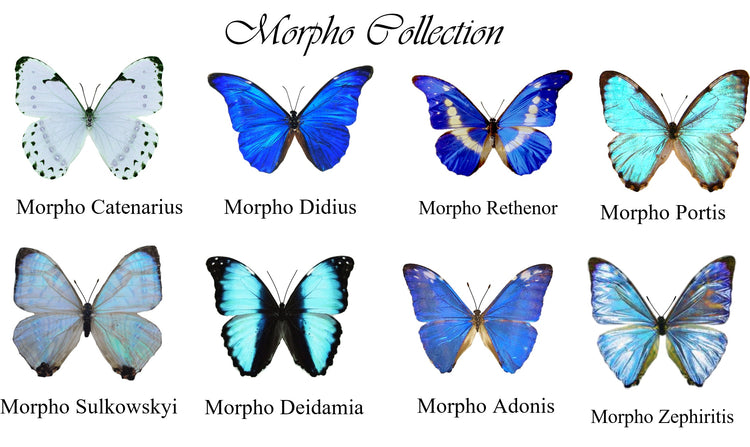 Blue Morpho butterfly series chart
