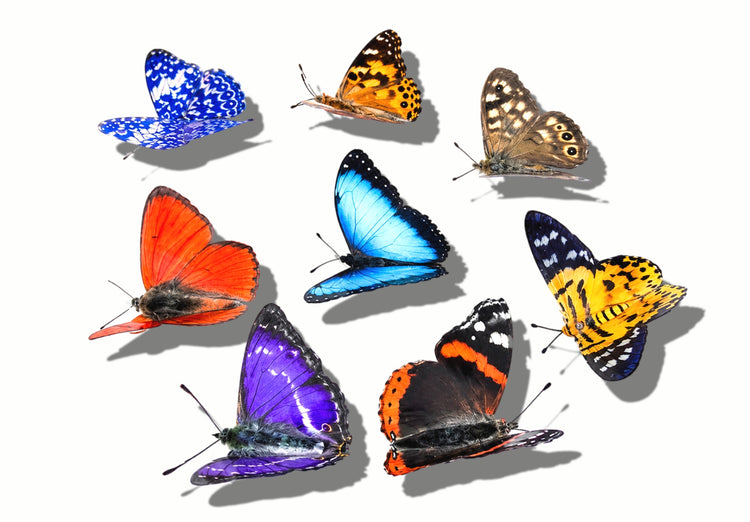 collection of butterflies 8, 3d stickers handmade decor