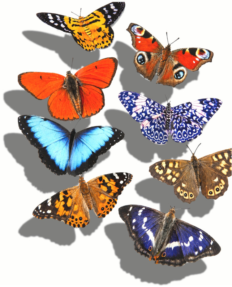 butterfly 3d stickers handmade