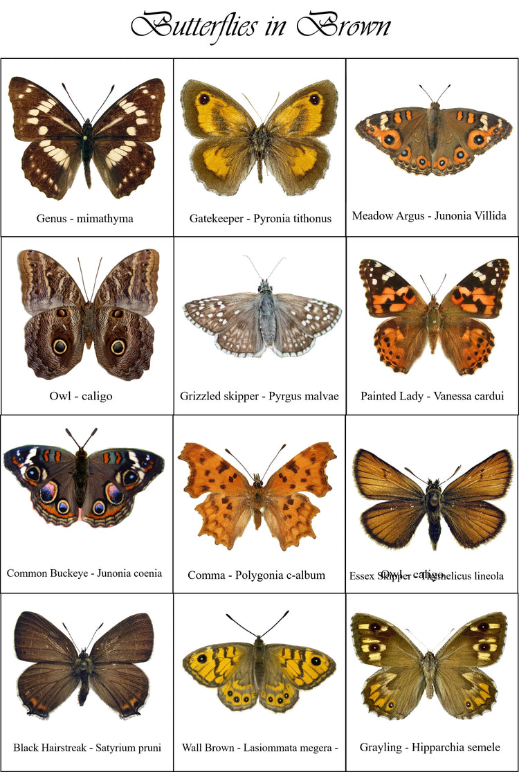 Genus, Gatekeeper , Meadow Argus, owl, grizzled skipper painted lady