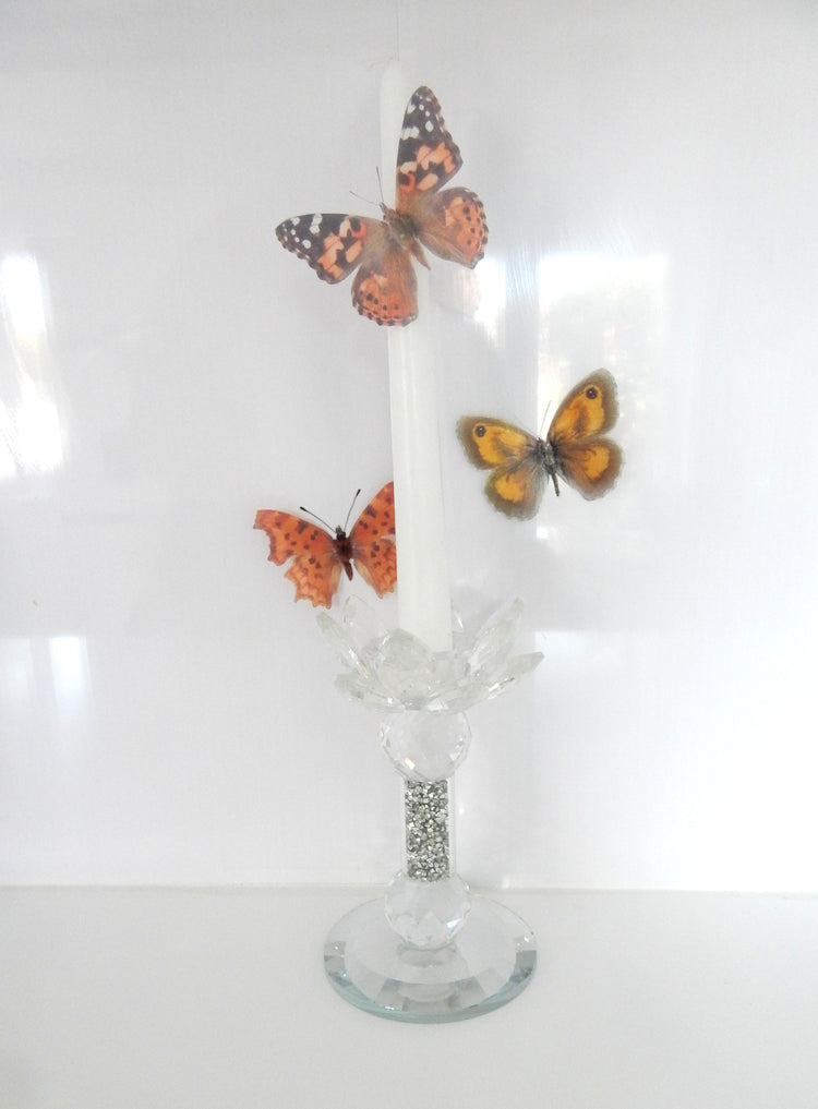 Natural brown butterflies