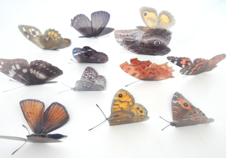 collection of brown natural butterflies from around the world