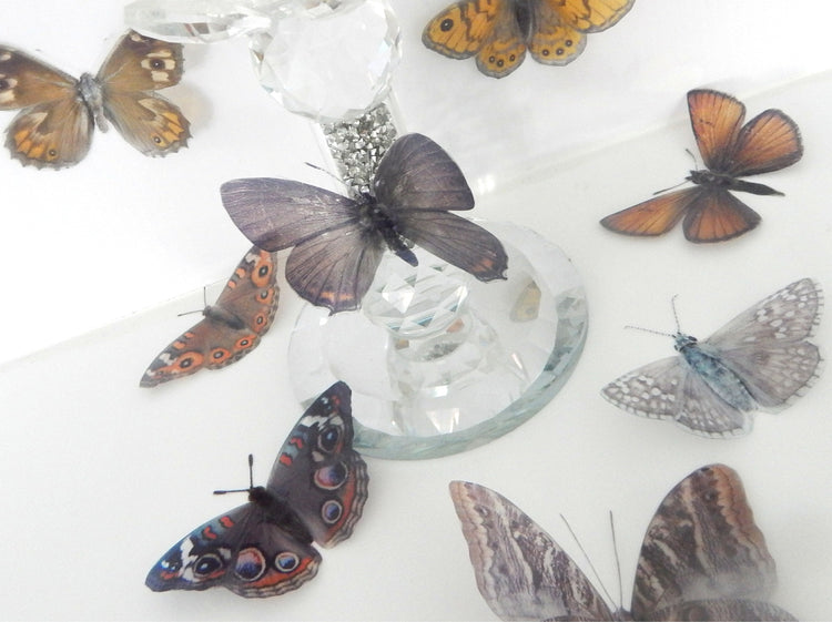 brown beautiful butterfly candles