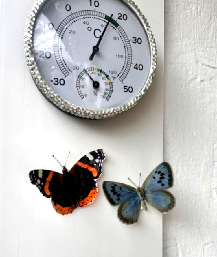 Large Blue outdoor butterfly