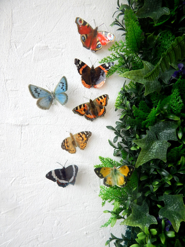 fade resistant outdoor set of British butterflies