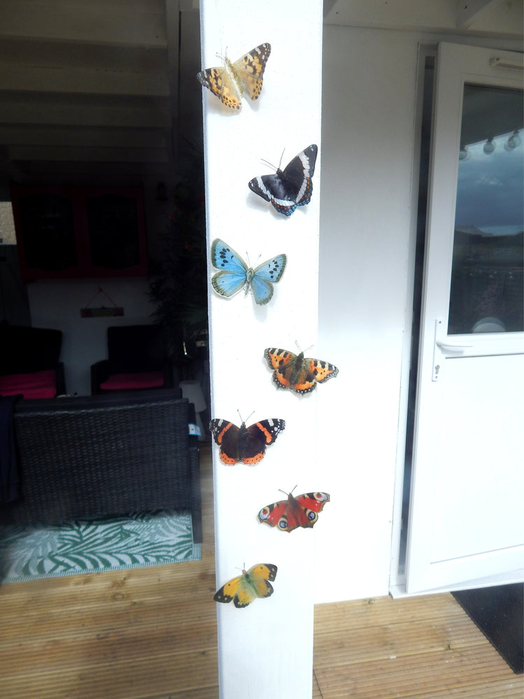 weatherproof British butterflies