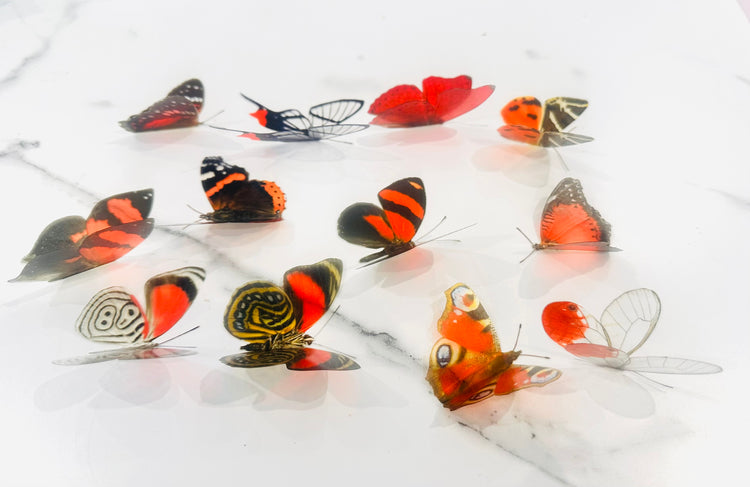red collection of butterflies