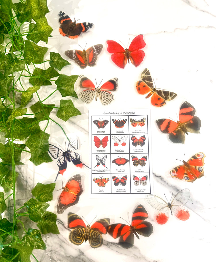 red natural around the world butterflies decor