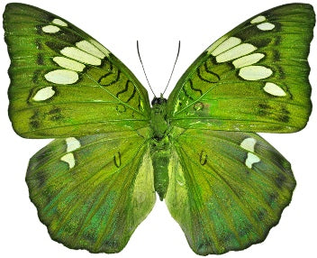 Custom order for Helen