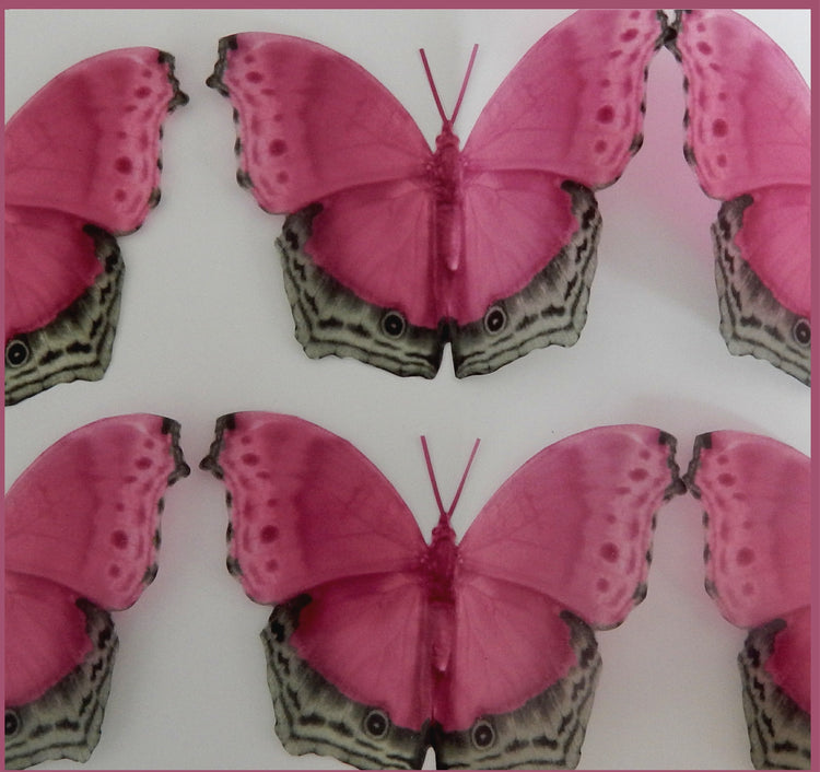 natural pink butterflies
