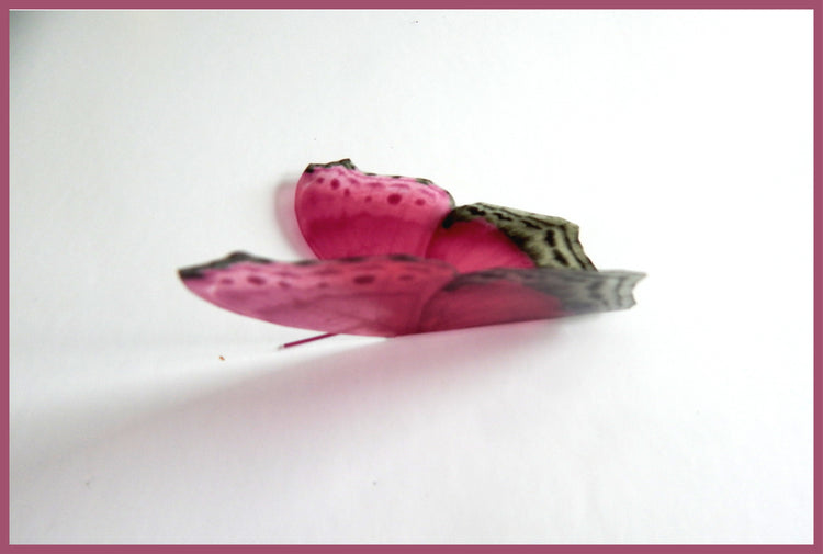 Royal didcot natural pink butterflies