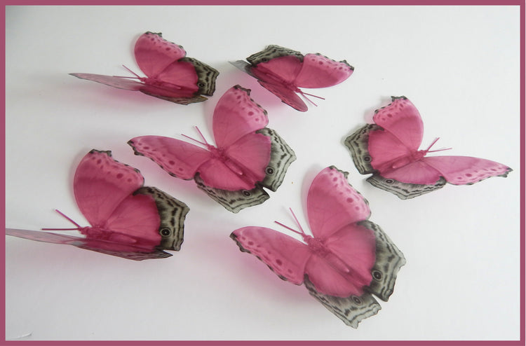 pretty pink butterflies by flutterframes