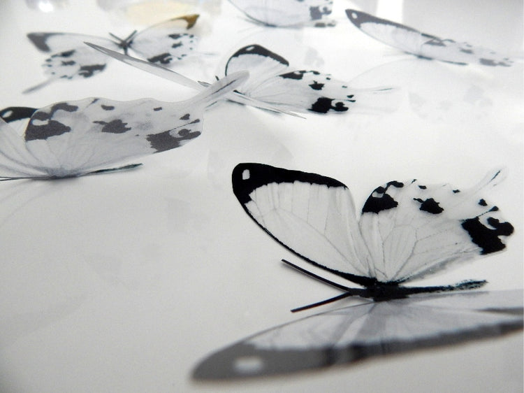 Black and white butterfly stickers