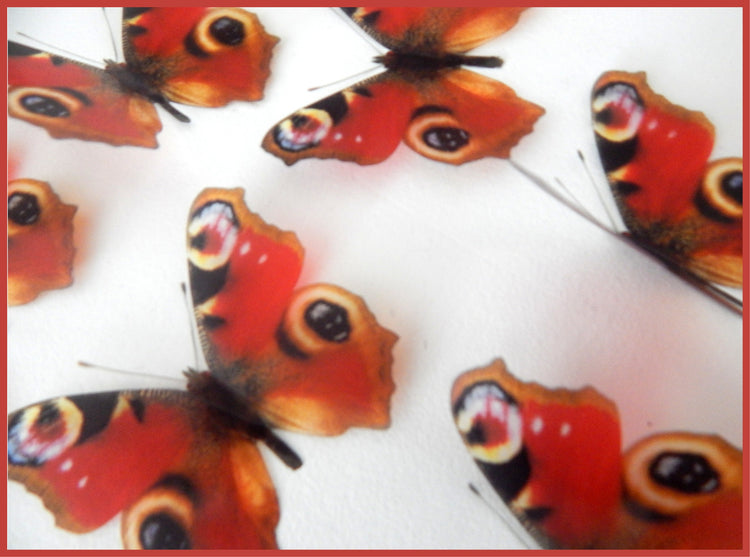 Peacock butterflies