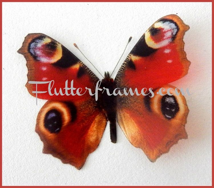Craft supplies Peacock butterflies