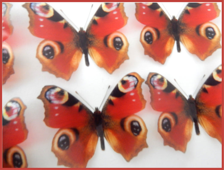 natural Peacock butterflies