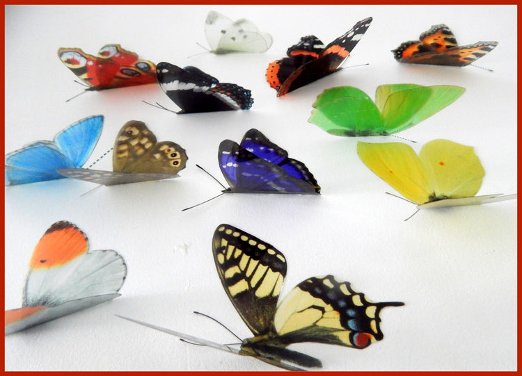 British butterflies, set of 12 British butterflies collection. Faux natural butterflies