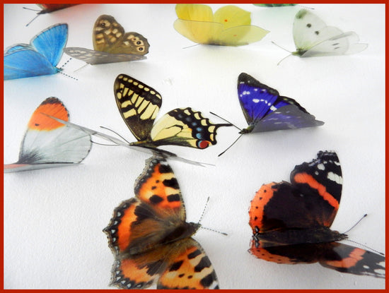 British butterflies collection wall decor