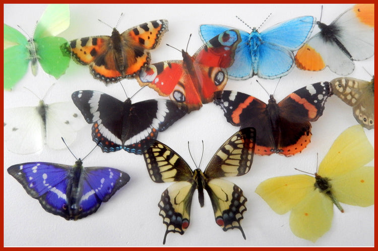 British butterflies, set of 12 British butterflies collection. Faux natural butterflies
