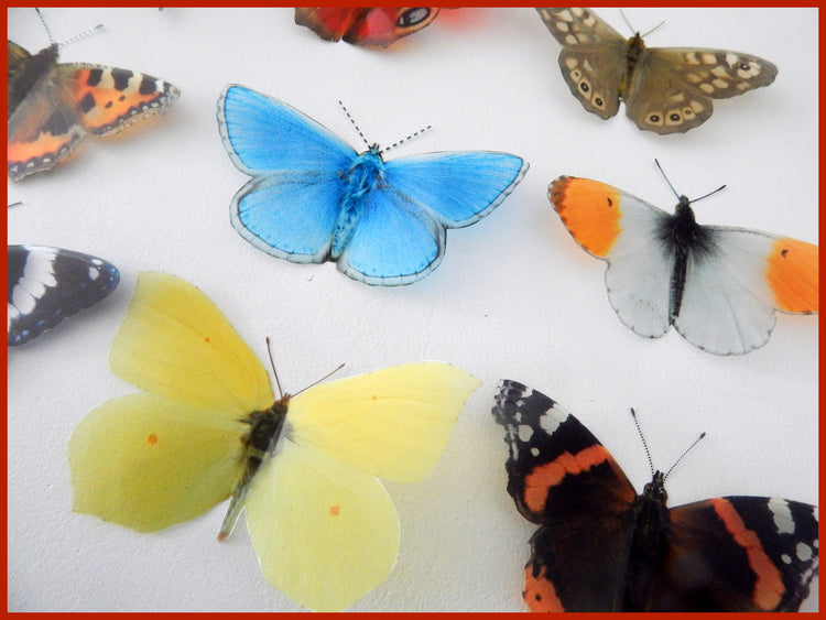 British butterflies, set of 12 British butterflies collection. Faux natural butterflies