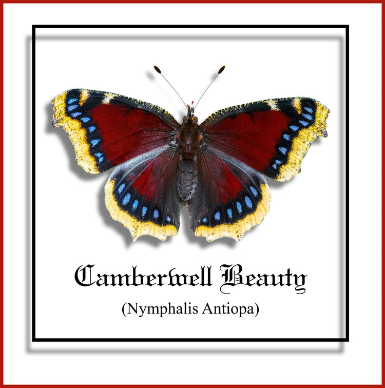 Camberwell Beauty Butterfly framed picture. faux Taxidermist natural 3d butterfly box frame picture