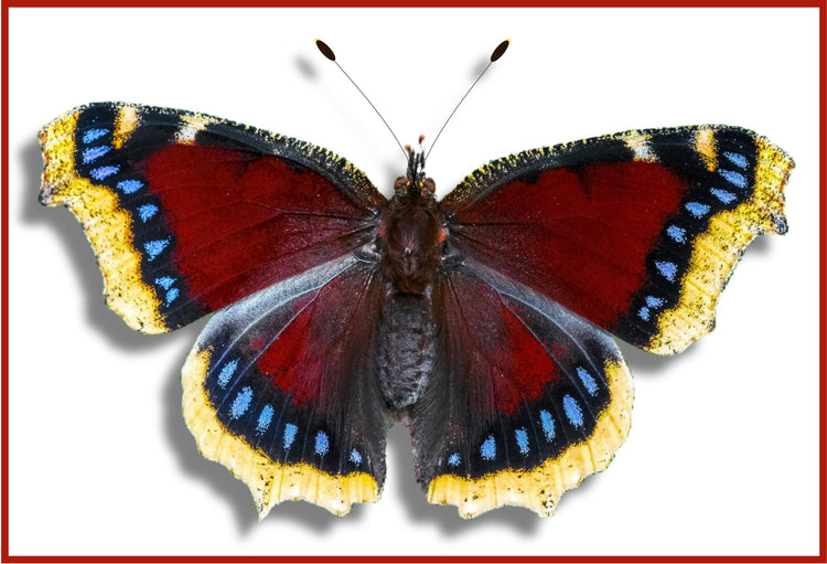 Camberwell Beauty Butterfly framed picture. faux Taxidermist natural 3d butterfly box frame picture