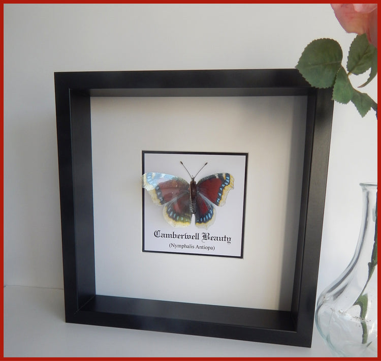 Only Fools and Horses Camberwell butterfly