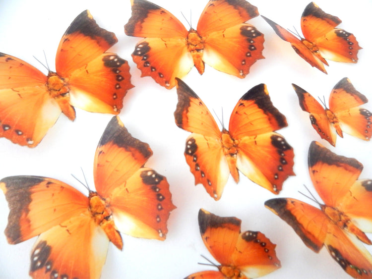 Charaxes Marmax