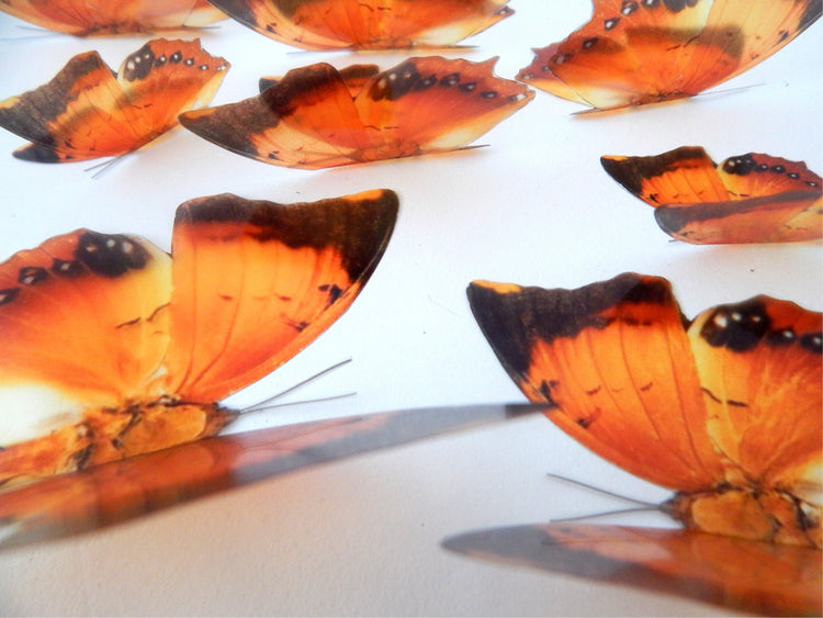 Charaxes Marmax butterflies