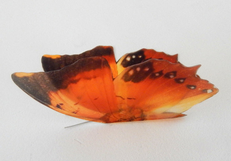 Charaxes Marmax butterflies collection