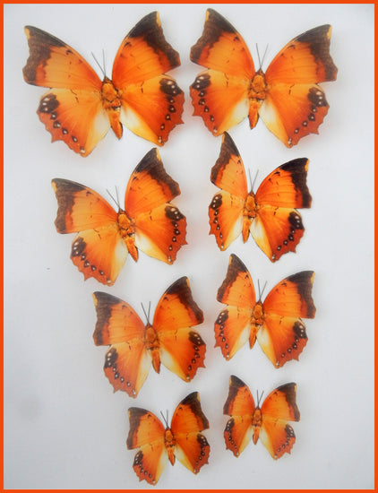museum Charaxes Marmax butterfly collection