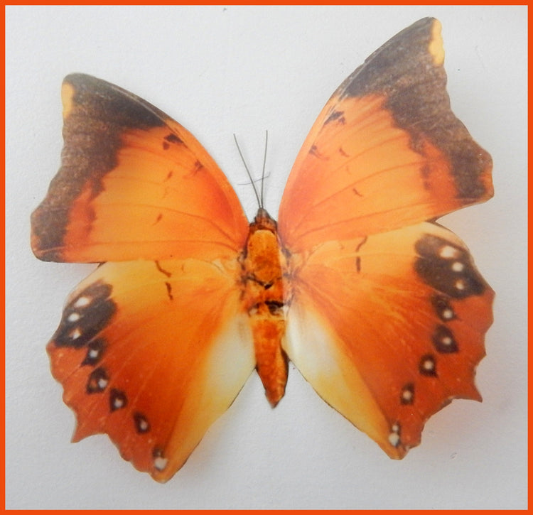 museum Charaxes Marmax