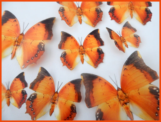 non real Burnt orange butterflies