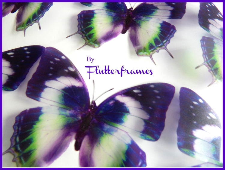 Insect Butterfly Nymphalidae Charaxes Violetta natural looking 3d wall stickers. Set of 6 butterflies