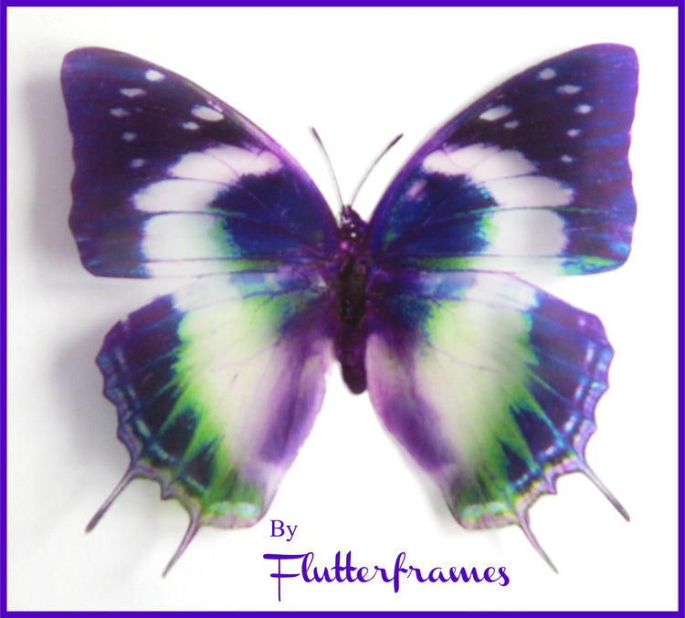 Insect Butterfly Nymphalidae Charaxes Violetta natural looking 3d wall stickers. Set of 6 butterflies